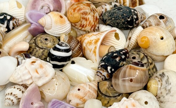 50 pcs assorted shell bead mix drilled