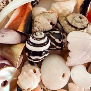 50 pcs assorted shell bead mix drilled