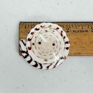 Op de afbeelding: Een grote, decoratieve knoop gemaakt van een zeeschelp. De knoop is wit met bruine spiraalmarkeringen en twee kleine gaatjes. Hij ligt naast een houten liniaal.