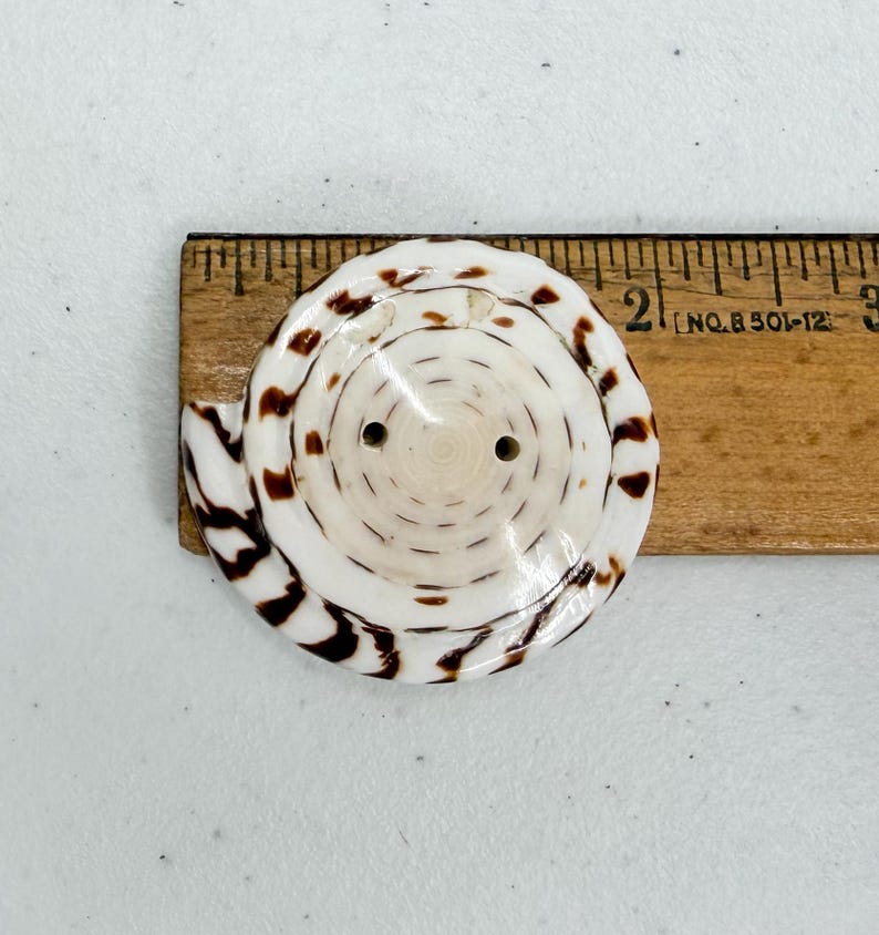 Op de afbeelding: Een grote, decoratieve knoop gemaakt van een zeeschelp. De knoop is wit met bruine spiraalmarkeringen en twee kleine gaatjes. Hij ligt naast een houten liniaal.
