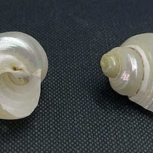 May include: Two pearlescent seashells with a spiral design. The shells have a natural, iridescent sheen, reflecting light with a subtle rainbow effect. The shells are set against a dark, textured background, highlighting their delicate beauty.
