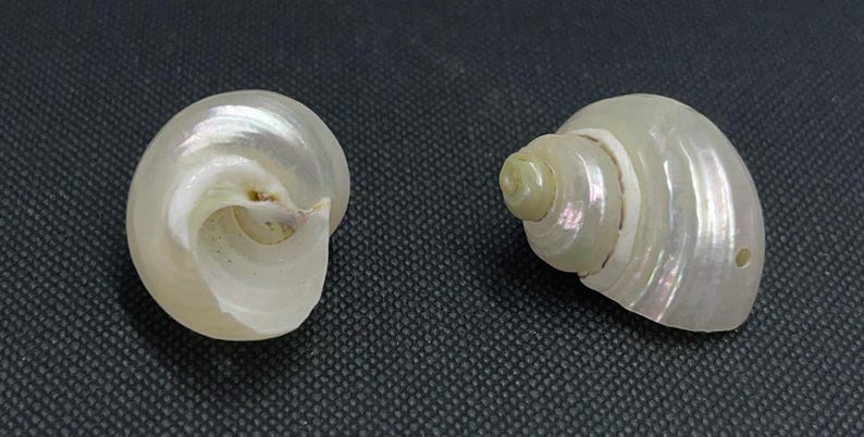 May include: Two pearlescent seashells with a spiral design. The shells have a natural, iridescent sheen, reflecting light with a subtle rainbow effect. The shells are set against a dark, textured background, highlighting their delicate beauty.