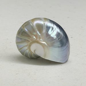 Può includere: Conchiglia di nautilus perlacea con sfumature iridescenti argento, blu e oro. La forma a spirale della conchiglia è visibile, mostrando la sua bellezza naturale e il suo design intricato. La conchiglia è posta su uno sfondo neutro.