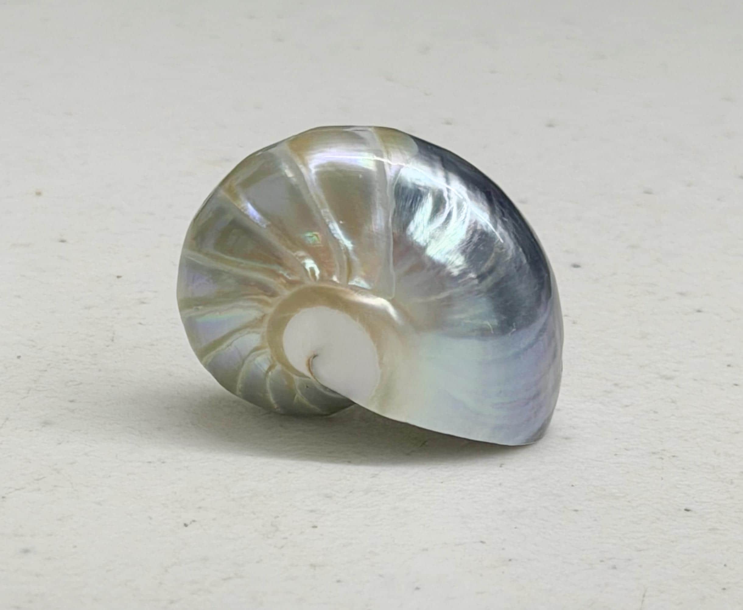Pearl nautilus - Etsy 日本