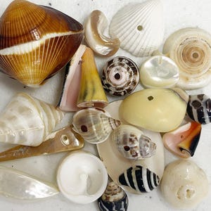 Assorted Shell Beads, Focal Bead, Natural Shell Beads, Shell Sampler Bead Lot