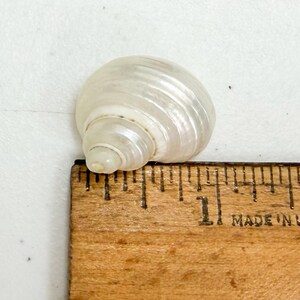 May include: A pearlescent white seashell with spiral ridges. The shell is next to a wooden ruler marked with inches. The ruler reads "MADE IN U.S."
