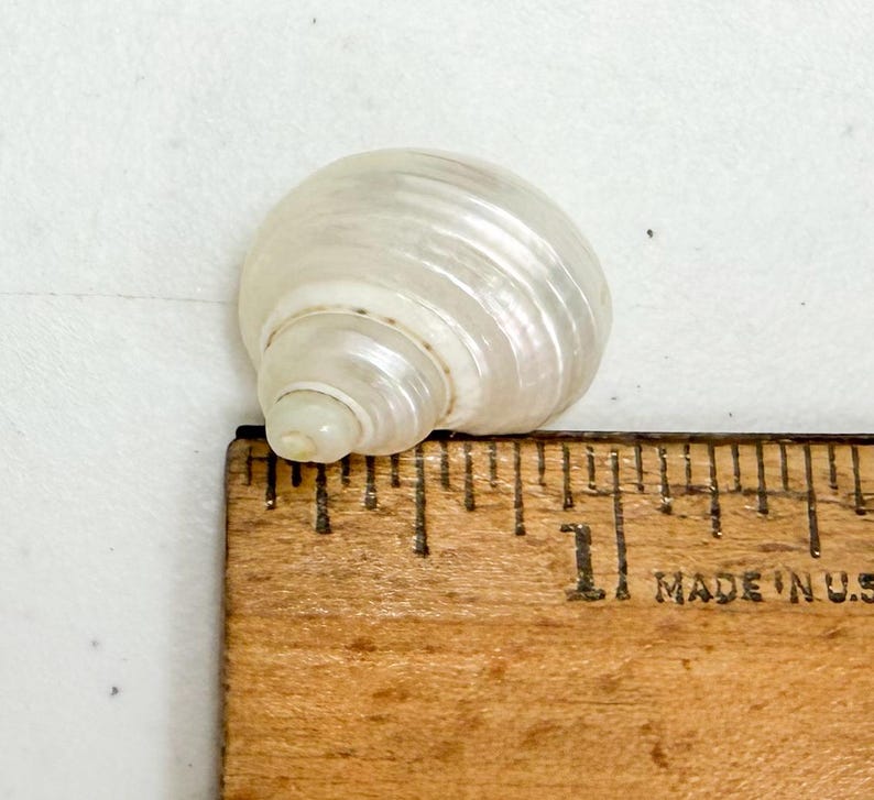 May include: A pearlescent white seashell with spiral ridges. The shell is next to a wooden ruler marked with inches. The ruler reads "MADE IN U.S."