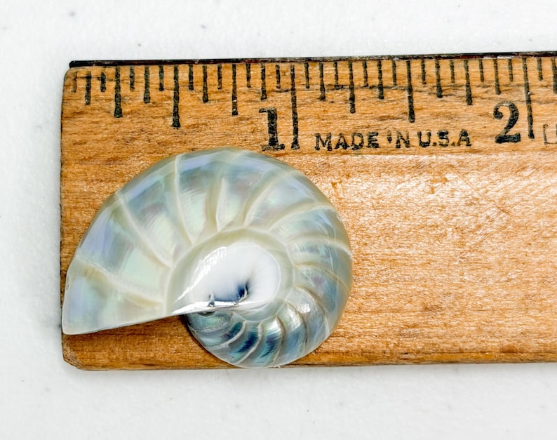 Shell On Ruler Drilled Nautilus Shell Flat Back 30MM Pearl - Etsy