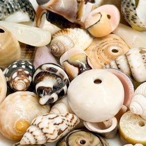 Könnte beinhalten: Eine Sammlung verschiedener natürlicher Muscheln, die jeweils mit einem vorgebohrten Loch zum Auffädeln versehen sind. Die Muscheln variieren in Form, Größe und Textur und zeigen eine Palette aus Weiß-, Creme-, Beige-, Braun- und Grautönen.