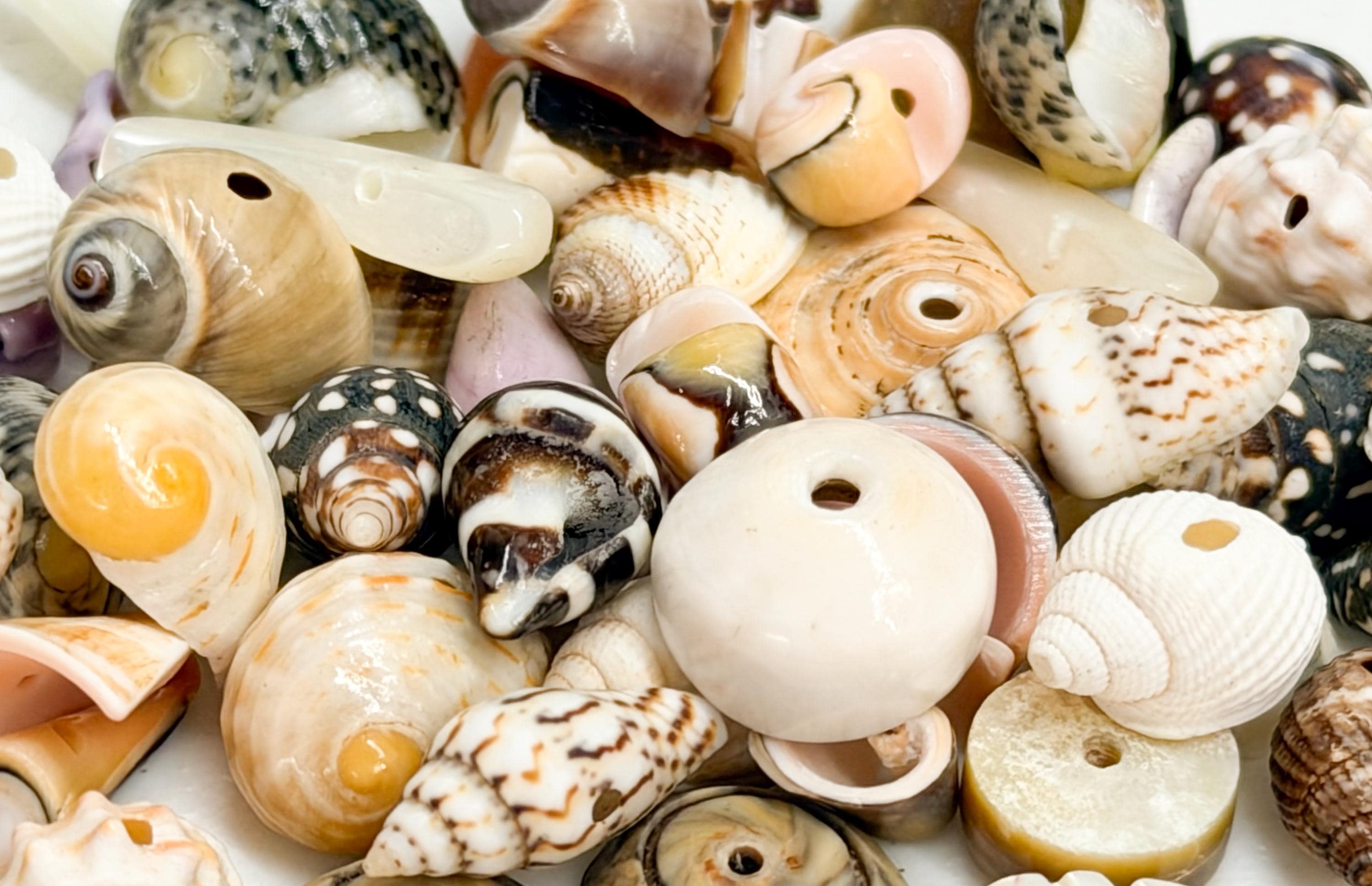 50 Pcs Assorted Shell Bead Mix Drilled - Etsy