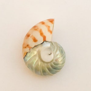 Nautilus Shell, Shell Pendant Focal Bead Tiger/Pearl-1pc