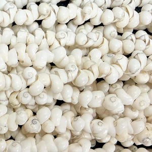 May include: Close-up of multiple strands of white, spiral-shaped seashells. The shells are strung together, creating a textured, organic pattern. The background is dark, highlighting the bright white shells.