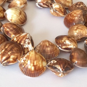 May include: A collection of brown and cream-colored seashells arranged in a circular pattern. The shells have a ribbed texture and vary in size, creating a natural, coastal aesthetic. Ideal for beach-themed decor or craft projects.