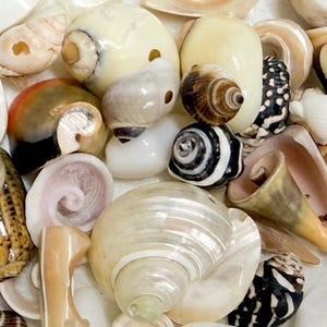 Puede incluir: Una colección de conchas marinas variadas en tonos blancos, crema, marrón y negro. Las conchas varían en tamaño y forma, incluyendo formas espirales, cónicas y planas. Algunas conchas tienen patrones y texturas intrincadas.