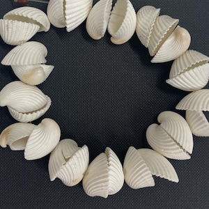 Clam shell beads