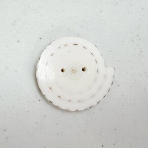 Op de afbeelding: Een witte, spiraalvormige knoop met twee gaten en een getextureerd oppervlak. De knoop heeft een reeks kleine, bruine streepjes langs de buitenrand. De knoop is gemaakt van een natuurlijk materiaal.