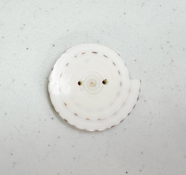 Op de afbeelding: Een witte, spiraalvormige knoop met twee gaten en een getextureerd oppervlak. De knoop heeft een reeks kleine, bruine streepjes langs de buitenrand. De knoop is gemaakt van een natuurlijk materiaal.
