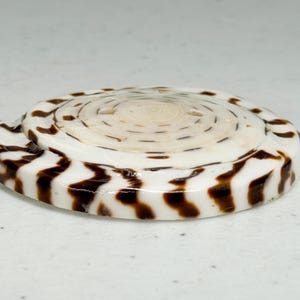 Op de afbeelding: Een wit en bruin zeeschelp met een spiraalpatroon. De schelp heeft een afgeronde vorm met donkerbruine zigzagmarkeringen langs de rand. Het midden van de schelp is een lichtere cr&egrave;me kleur.