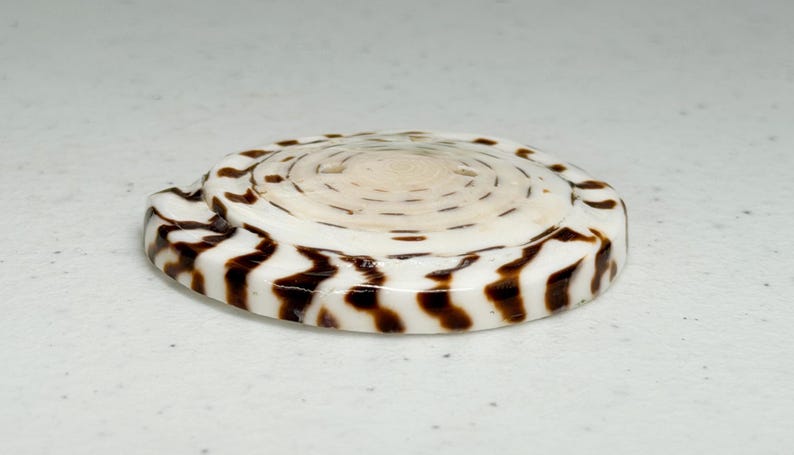 Op de afbeelding: Een wit en bruin zeeschelp met een spiraalpatroon. De schelp heeft een afgeronde vorm met donkerbruine zigzagmarkeringen langs de rand. Het midden van de schelp is een lichtere cr&egrave;me kleur.