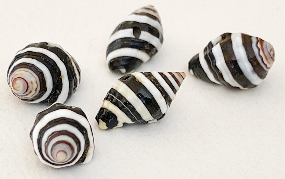 Pyrene Shell Drilled Striped Pyrene Shell Beads, Small Shells 10pc - Etsy