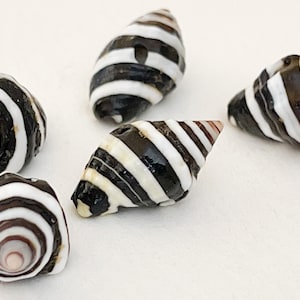 May include: A collection of six seashells with a distinctive striped pattern in black and white. The shells vary in size and shape, showcasing natural variations. The shells have a spiral design and are suitable for crafts or decor.