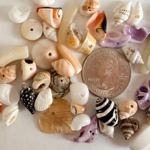 May include: A collection of assorted small seashells and shell beads, many featuring pre-drilled holes for crafting. The shells vary in color, including white, tan, brown, black, and purple. A U.S. quarter coin is included for scale reference.