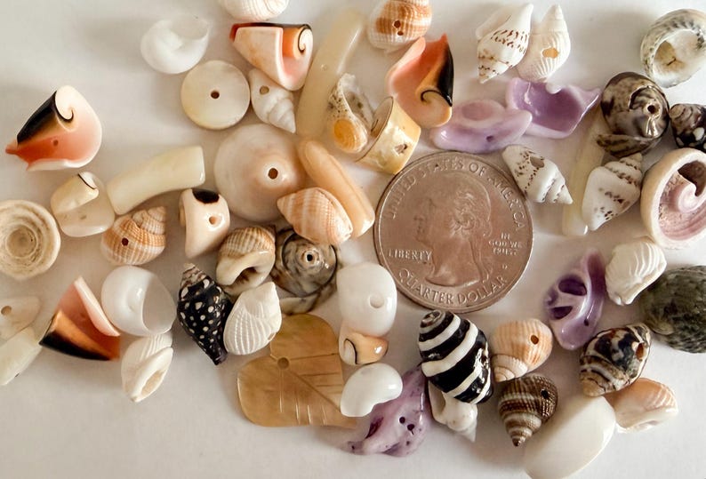 May include: A collection of assorted small seashells and shell beads, many featuring pre-drilled holes for crafting. The shells vary in color, including white, tan, brown, black, and purple. A U.S. quarter coin is included for scale reference.