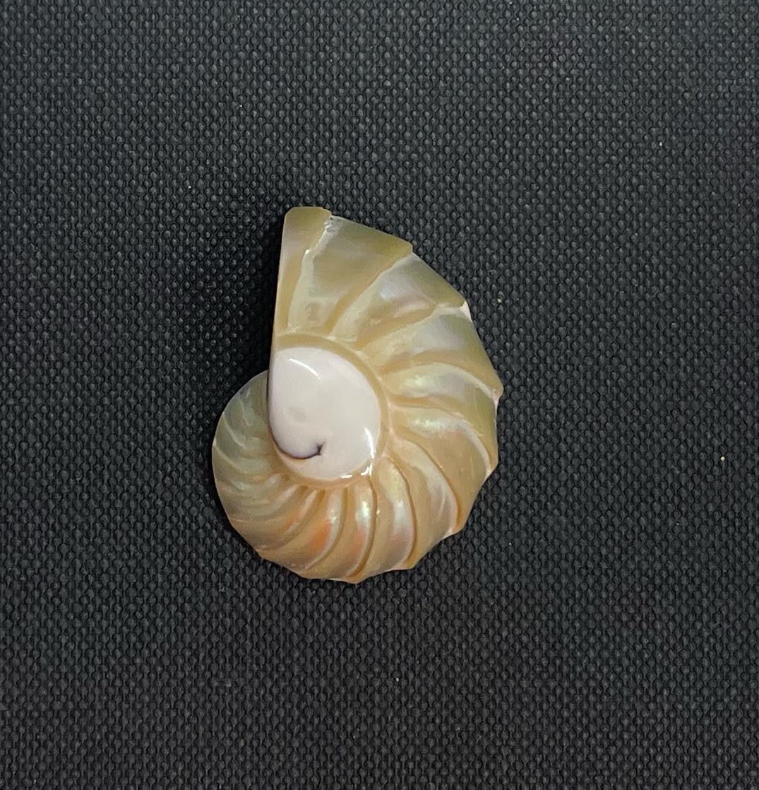 Pearl nautilus - Etsy 日本