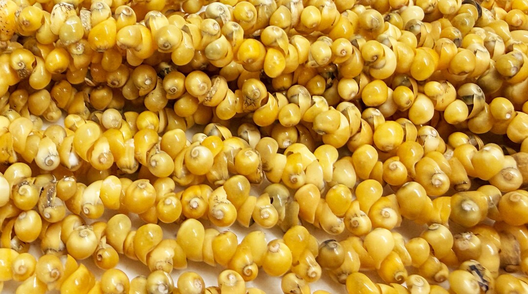 Tiny Yellow Mongo Shell Beads 18 Inch Strand - Etsy