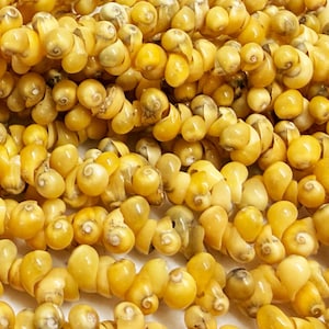 May include: Close-up of a collection of small, yellow snail shell beads. The beads are strung together, creating a textured, organic pattern. The shells have a natural, glossy finish, and the overall color is a warm, golden yellow.