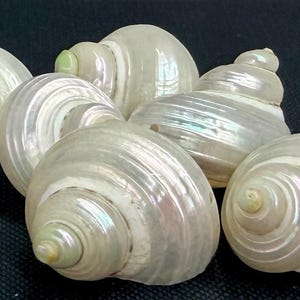 May include: A collection of pearlescent white seashells with spiral patterns. The shells have a smooth, iridescent surface, reflecting light with hints of pink and green. The shells are a natural, decorative item.