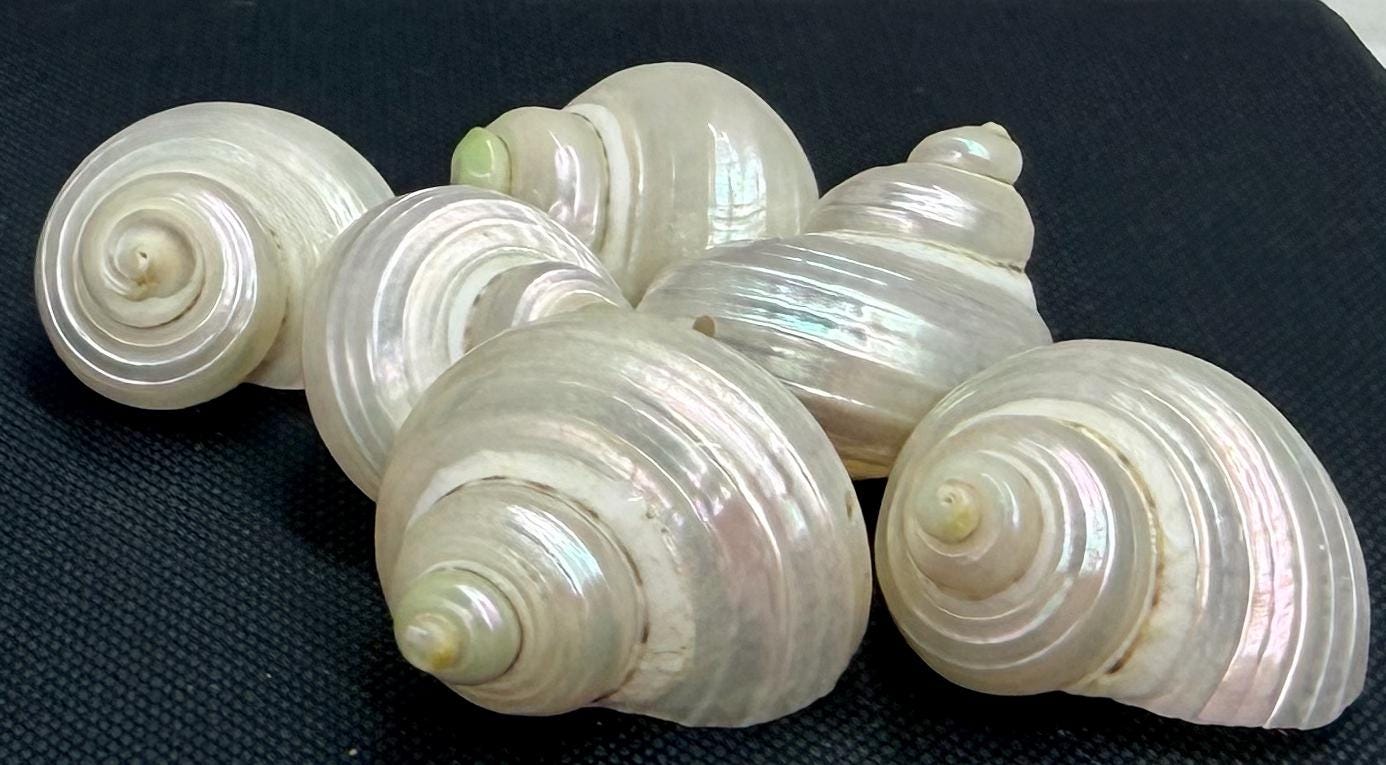 Pearlized Turbo Drilled Shell - Etsy