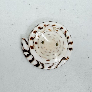 May include: A white and brown seashell button with a spiral design. The button has two small holes and dark brown markings around the edges. The shell is a natural, organic shape.
