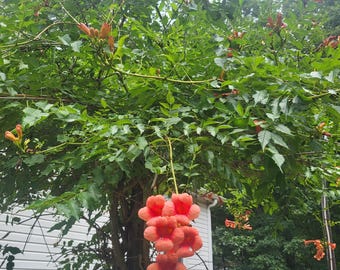 Trumpet Vine Plant: Orange Bell Flowers Attract Hummingbirds, Bees – Climbing Vine for Trellis