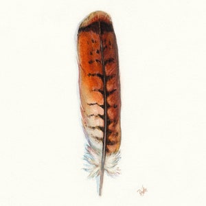 Red-tailed Hawk Art, Watercolor Hawk Feather, Redtail Hawk Feather, Red Tail Hawk, Native American, Indian Art, Smudge, Watercolor Feather image 1