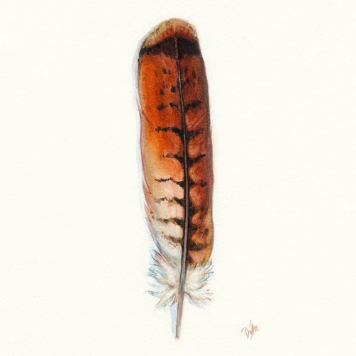 Red Tailed Hawk Print Hawk Feather Redtail Hawk Feather Red Etsy Uk
