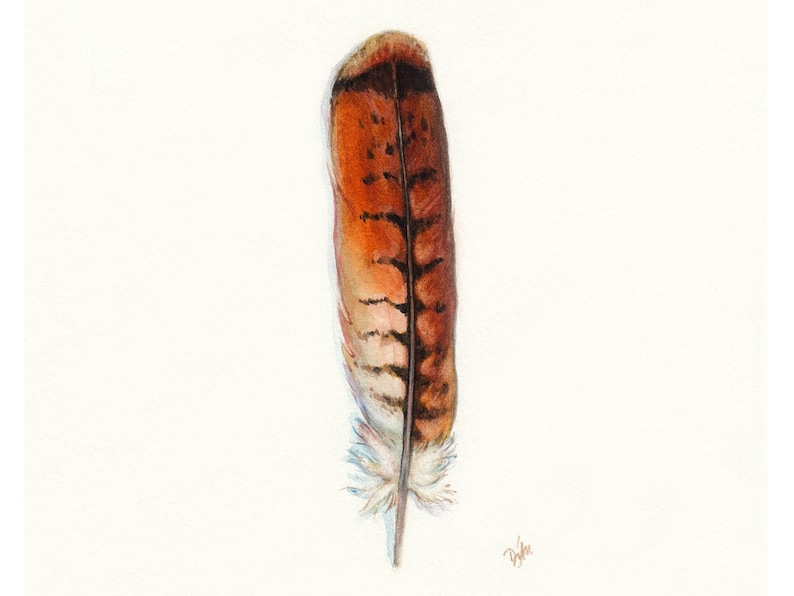 Red-tailed Hawk Art, Watercolor Hawk Feather, Redtail Hawk Feather, Red Tail Hawk, Native American, Indian Art, Smudge, Watercolor Feather image 1