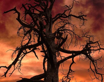 Stampa fotografica di alberi del Grand Canyon, decorazioni del sud-ovest, stampa su metallo