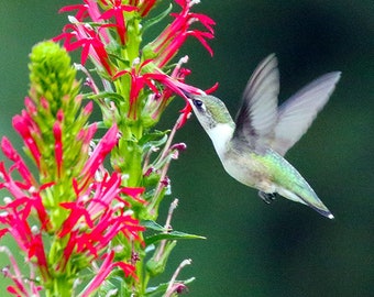 Hummingbird ,Cardinal Flower, Photography Prints, Metal Prints, Nectar Feeding, Midwest Ohio Decor