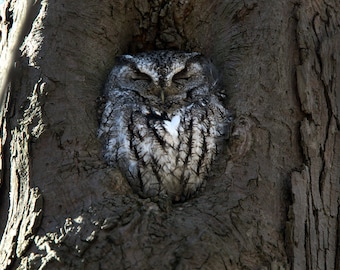 Screech Owls Nest, Photography Prints, Metal Prints, Cuyahoga Valley National Park, Midwest Decor