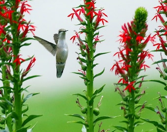 Hummingbird Cardinal Flower, Photography Prints, Metal Prints, Nectar Feeding Wildlife, Midwest New England Decor