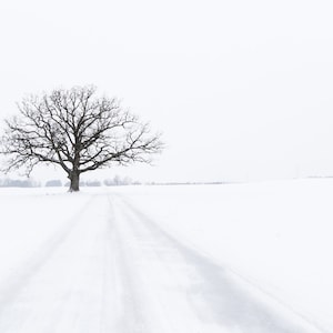 Lone Winter Tree, photography prints, Metal prints, Snowy Farmland, Midwest Decor