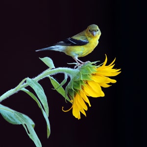 Yellow Goldfinch, Photography Prints, Metal Prints, Birds, Sunflowers, Wildlife, Midwest Decor