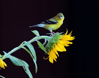 Cardellino giallo, Stampe fotografiche, Stampe in metallo, Uccelli, Girasoli, Fauna selvatica, Decorazioni midwest