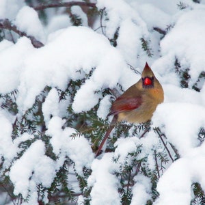 Female Cardinal, Photography Prints, Metal Prints, Wintertime, Wildlife, Columbus Ohio Midwest Decor