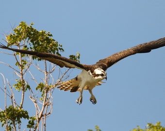 Everglades Osprey Print, Florida Wildlife Photography, Metal Print