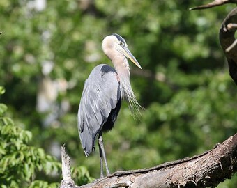 Blue Heron Portrait, Cuyahoga Valley Photography Print