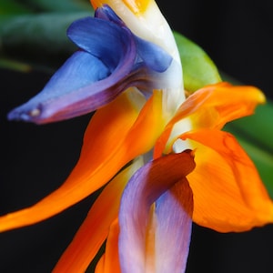 Bird of Paradise, Photography Prints, Metal Prints , Flora Decor