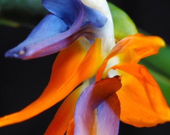 Bird of Paradise, Photography Prints, Metal Prints , Flora Decor