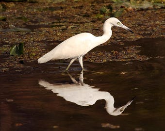 Airone niveo, fotografia, stampa su tela, stampa su metallo, fauna selvatica, uccelli della Florida, riflesso nell'acqua